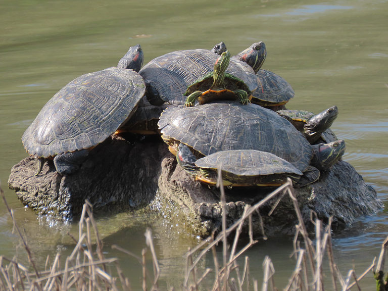 Turtles of the Dallas/Fort Worth Metroplex – DFW Urban Wildlife