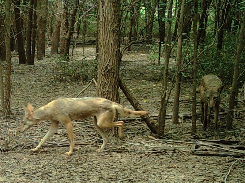 The Painted Coyote DFW Urban Wildlife