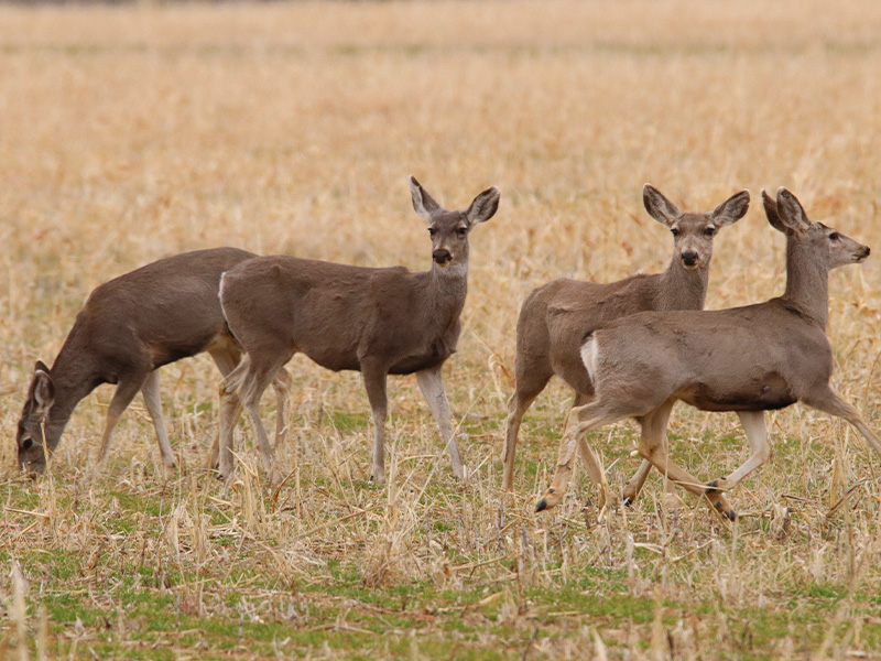 West Texas Wildlife – DFW Urban Wildlife