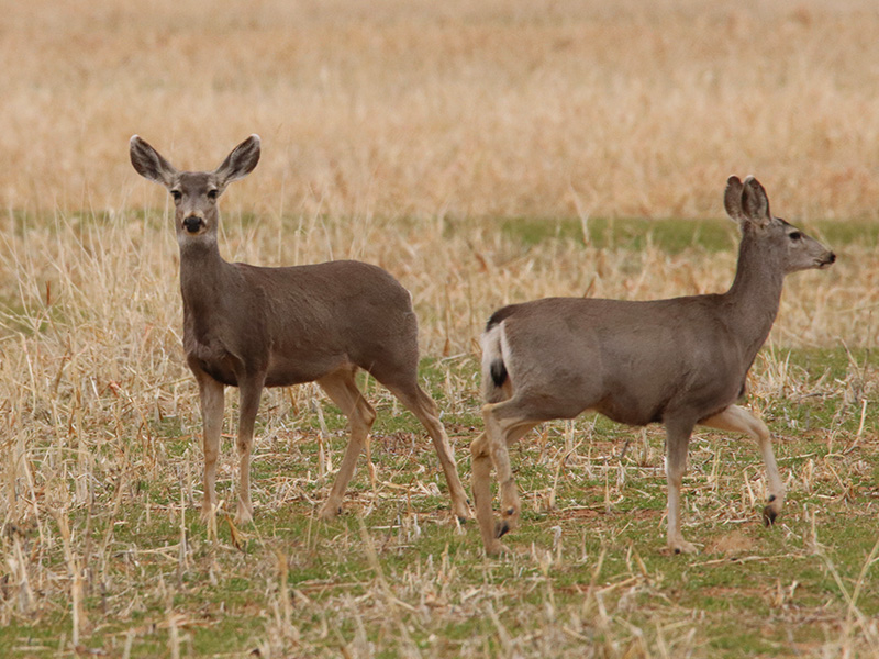 West Texas Wildlife DFW Urban Wildlife