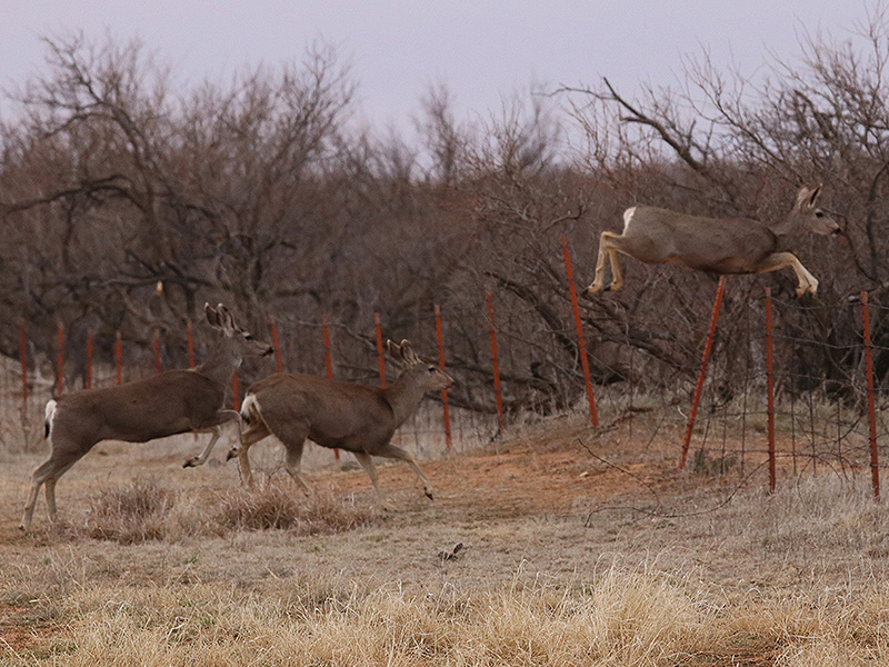 West Texas Wildlife – DFW Urban Wildlife