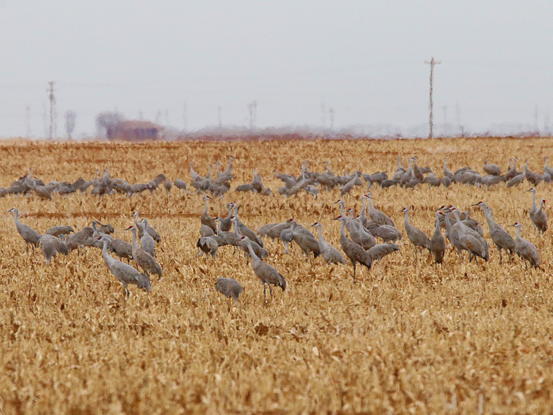 West Texas Wildlife – DFW Urban Wildlife