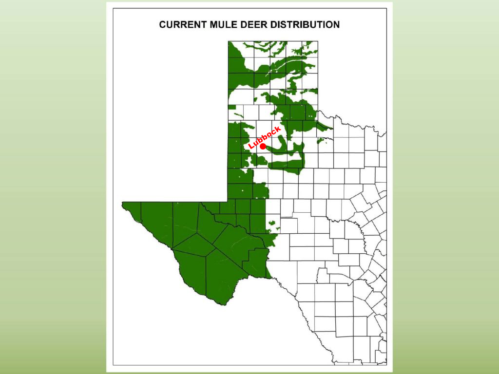 West Texas Wildlife DFW Urban Wildlife