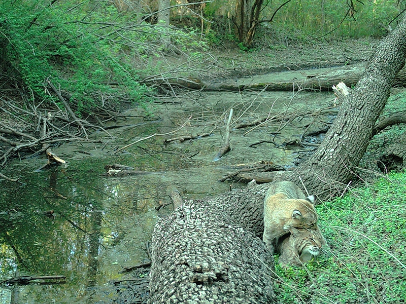 Bobcat Central – DFW Urban Wildlife
