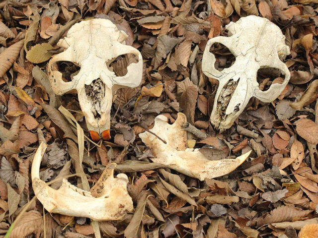 Skulls and Other Bones – DFW Urban Wildlife