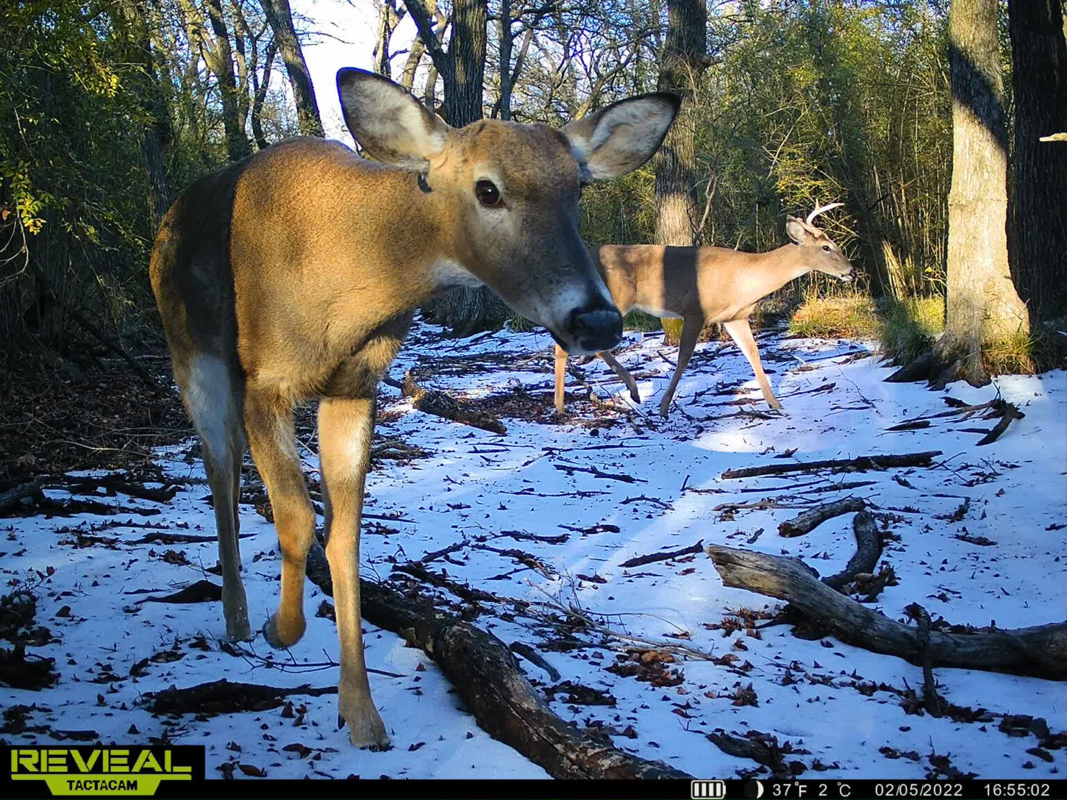 Trail Camera Review Tactacam Reveal XB DFW Urban Wildlife