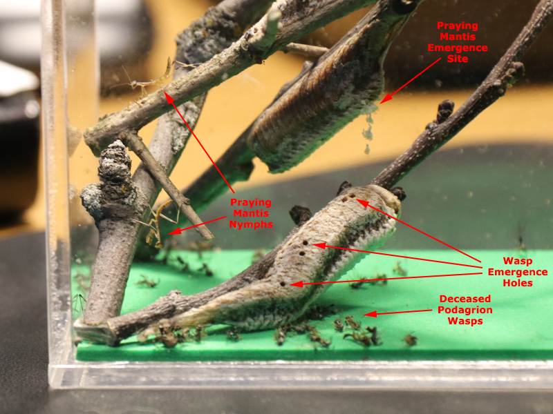 Praying Mantis Parasite DFW Urban Wildlife