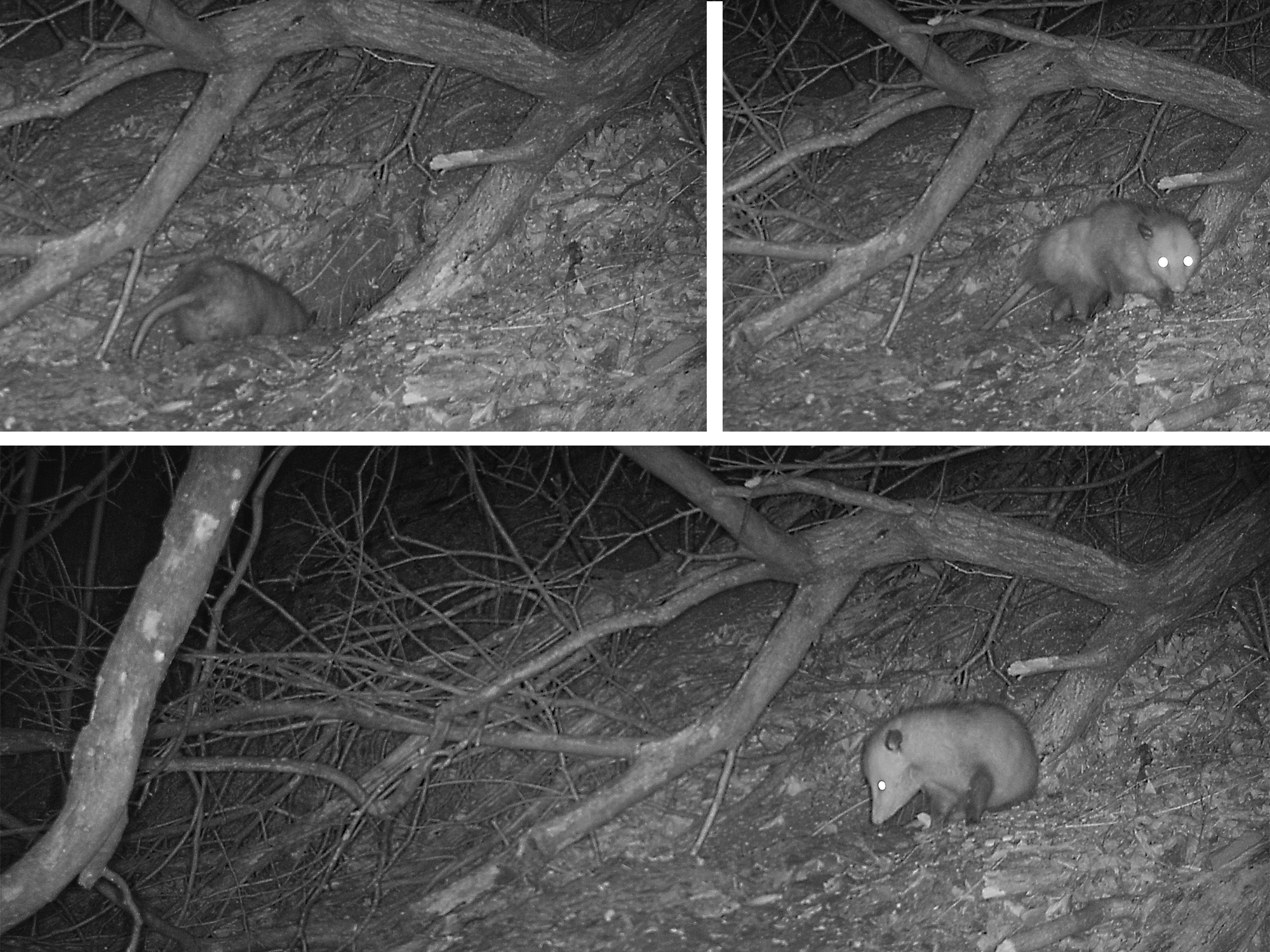 Opossum Burrow By Artist Jon Carraher Rimaginarywildl vrogue.co