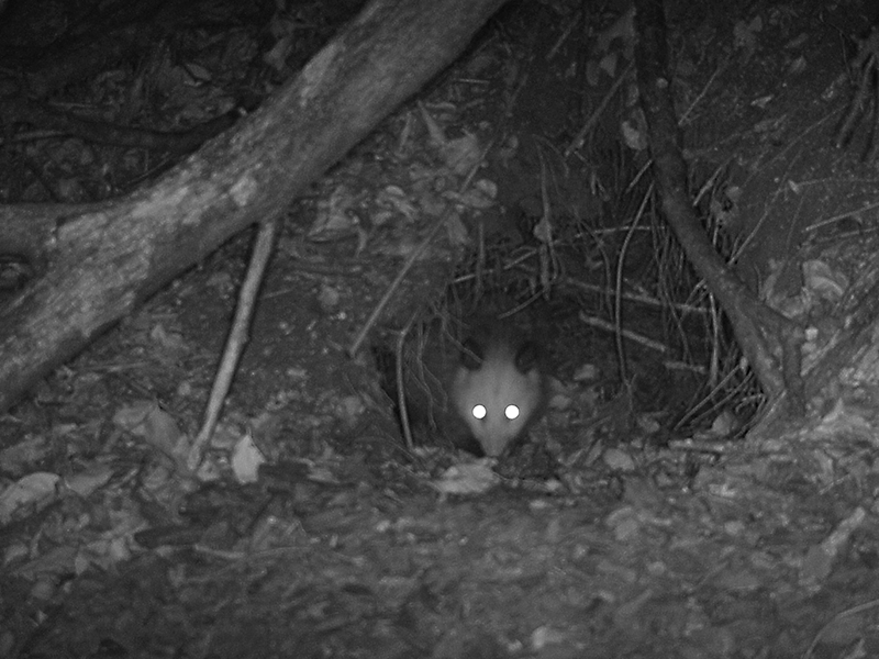 Opossum Burrow By Artist Jon Carraher Rimaginarywildl vrogue.co