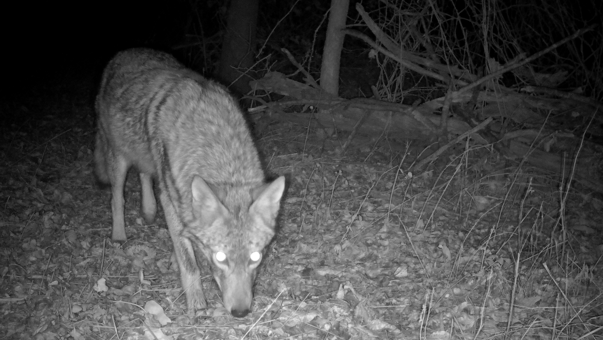 Trail Camera Review Moultrie Mobile Edge DFW Urban Wildlife