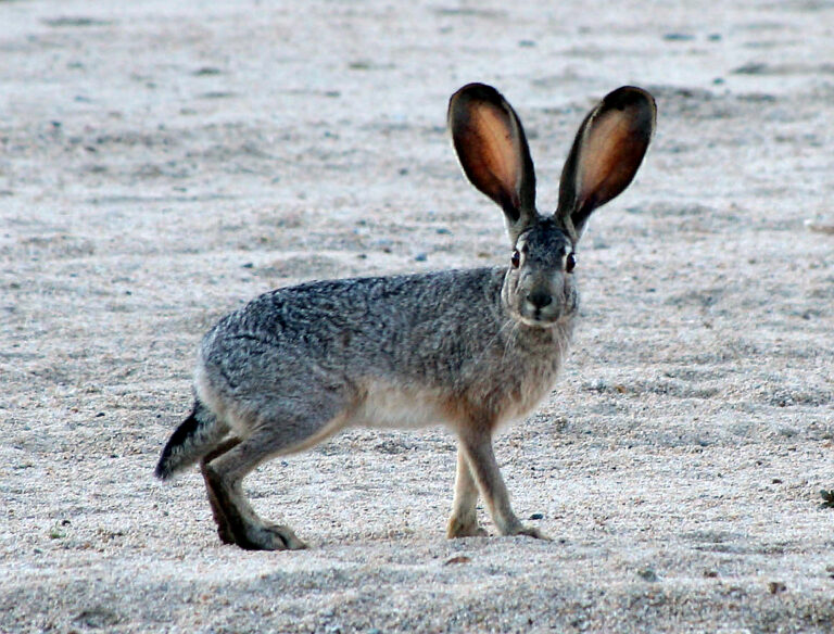 Denton County Swamp Rabbits – DFW Urban Wildlife
