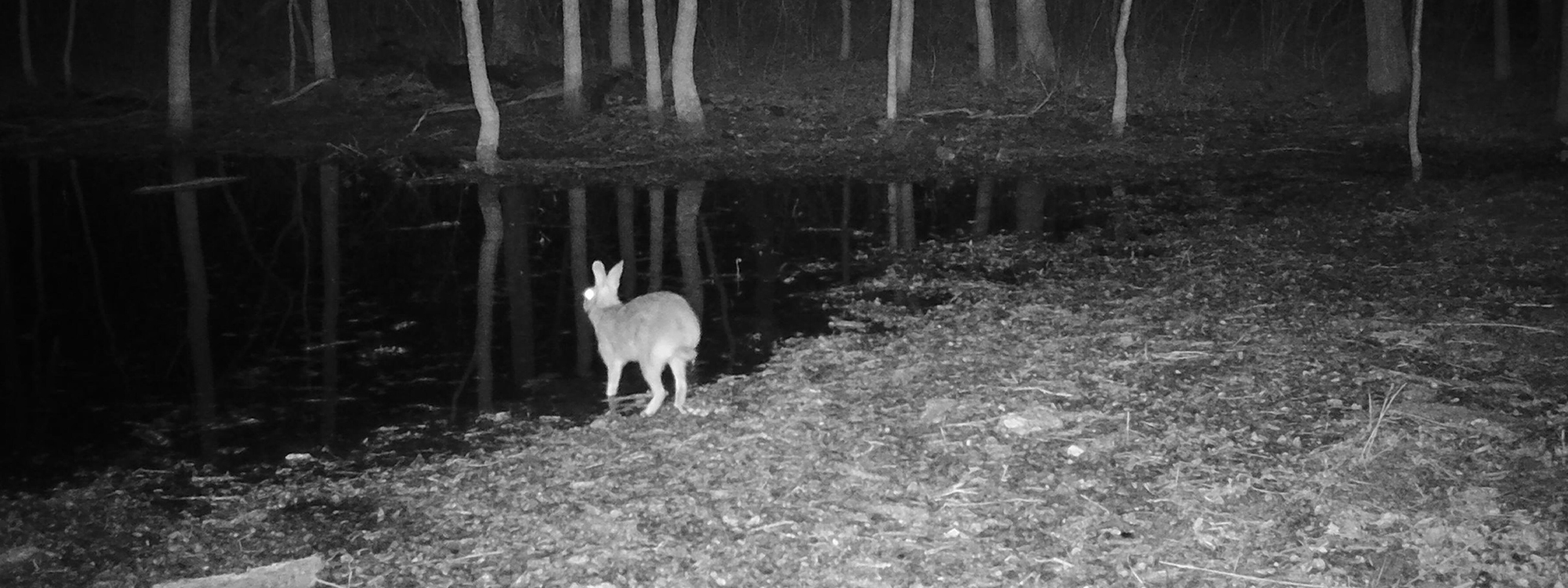 Denton County Swamp Rabbits – DFW Urban Wildlife