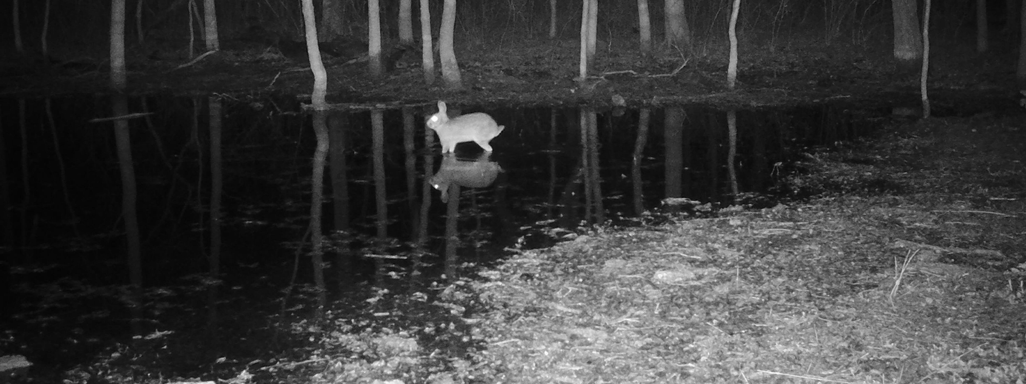 Swamp Rabbit Memorial Denton County Swamp Rabbits – DFW Urban Wildlife