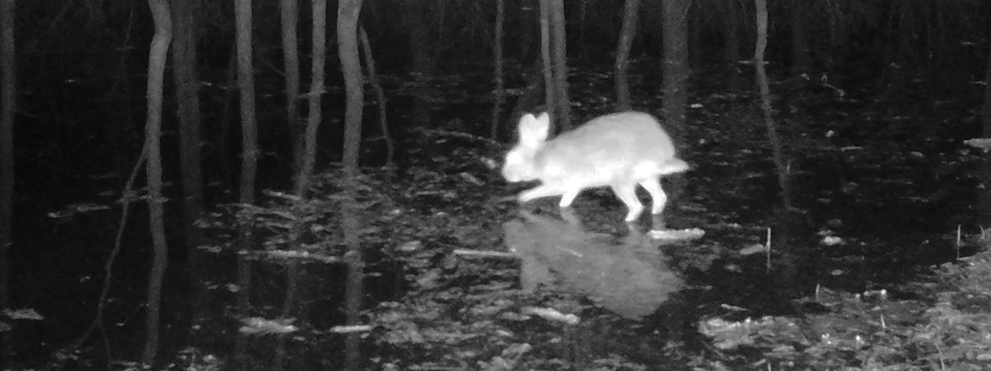 Denton County Swamp Rabbits – DFW Urban Wildlife