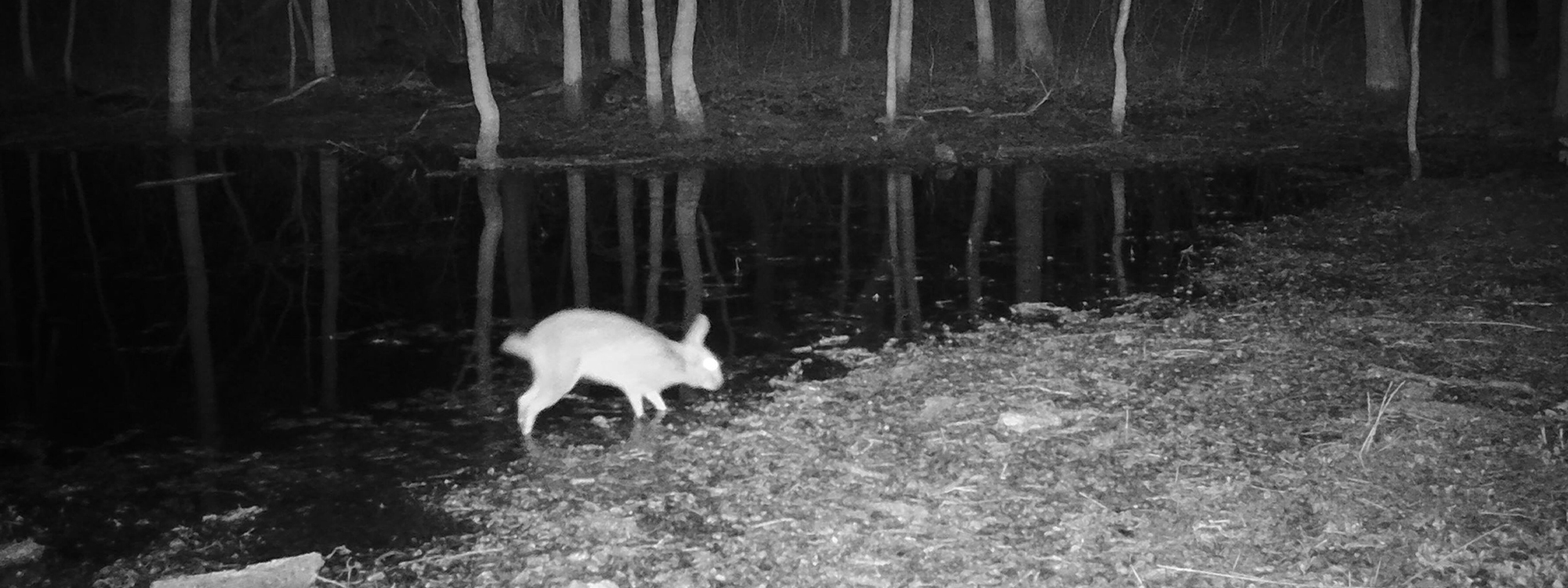 Denton County Swamp Rabbits – DFW Urban Wildlife